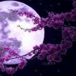 Πανσέληνος-Απριλίου-2024:-Πότε-έρχεται-το-«Ροζ-Φεγγάρι»