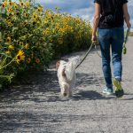 Πώς-η-βόλτα-με-το-σκύλο-μπορεί-να-βλάψει-την-υγεία-σου-–-Οι-παθήσεις-και-η-σωστή-πρόληψη 