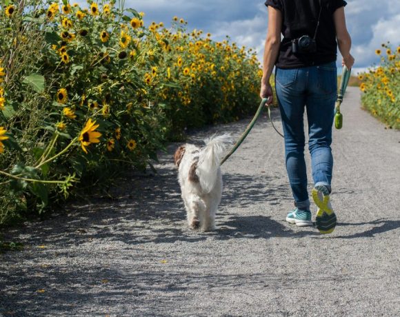 Πώς-η-βόλτα-με-το-σκύλο-μπορεί-να-βλάψει-την-υγεία-σου-–-Οι-παθήσεις-και-η-σωστή-πρόληψη 