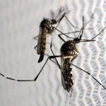 Κουνούπια:-Προειδοποίηση-ΕΟΔΥ-για-τον-ιό-του-Δυτικού-Νείλου