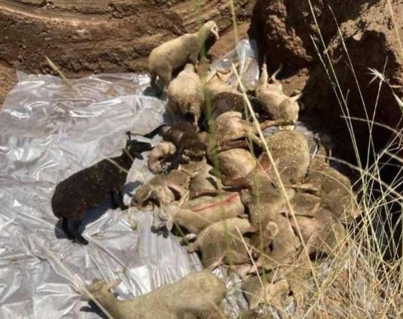 Έθαψαν-ζωντανά-350-πρόβατα-που-προσβλήθηκαν-από-πανώλη-στα-Τρίκαλα